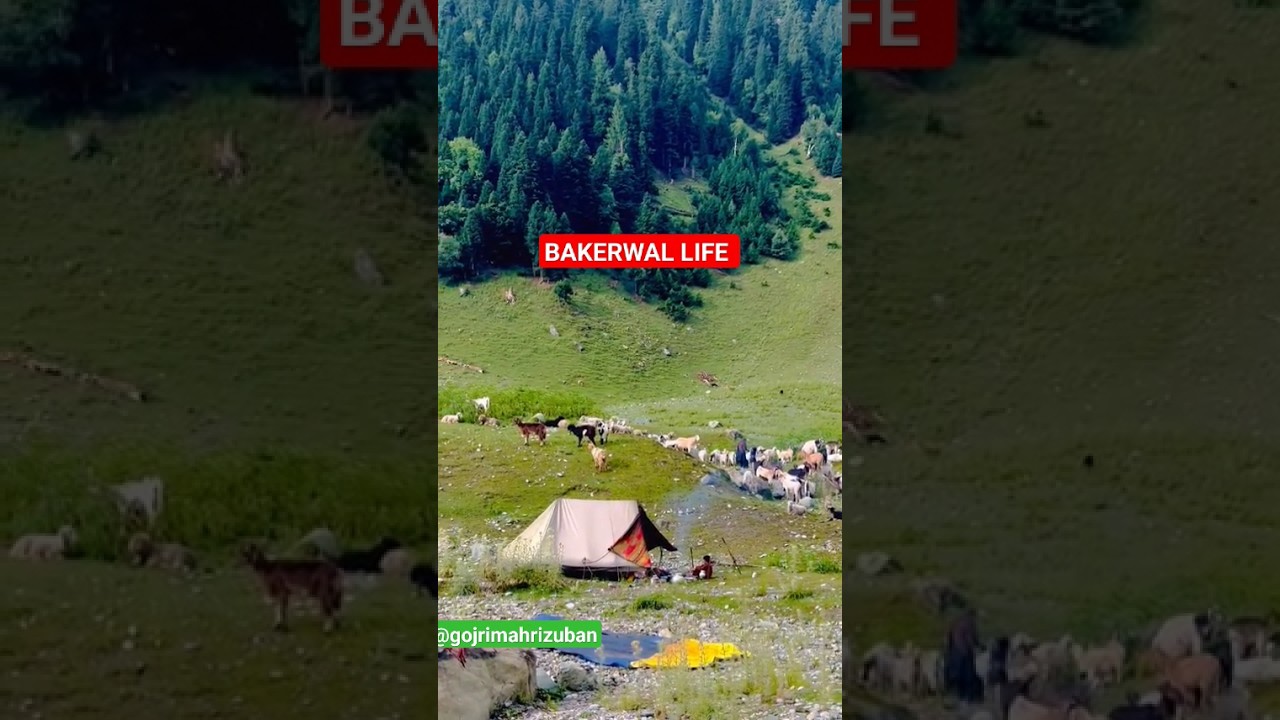 Indiantriballife #youtubeshorts #tribalofkashmir #gujjar #gujjarbakerwal #viralshort #kashmir