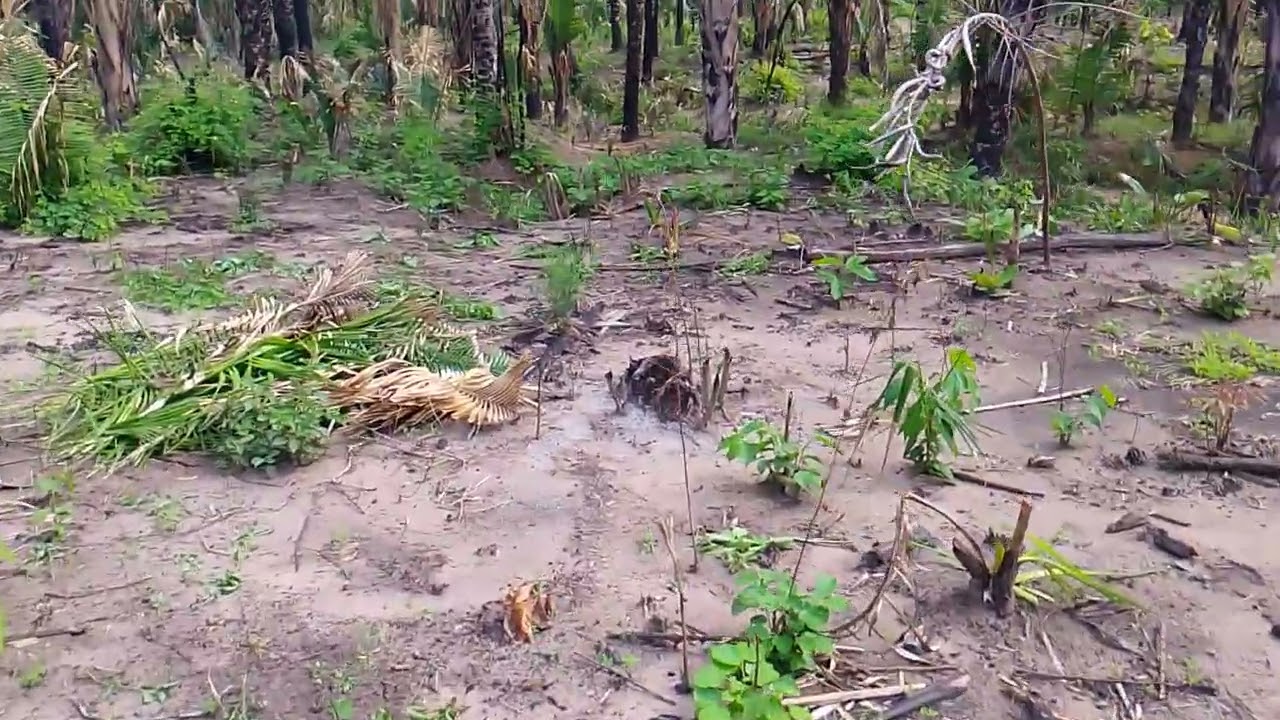 Mostrando a onde eu irei pranta o milho 🌽🌽