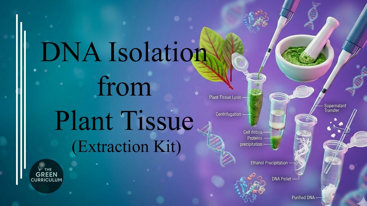 Plant DNA Isolation using Extraction Kit