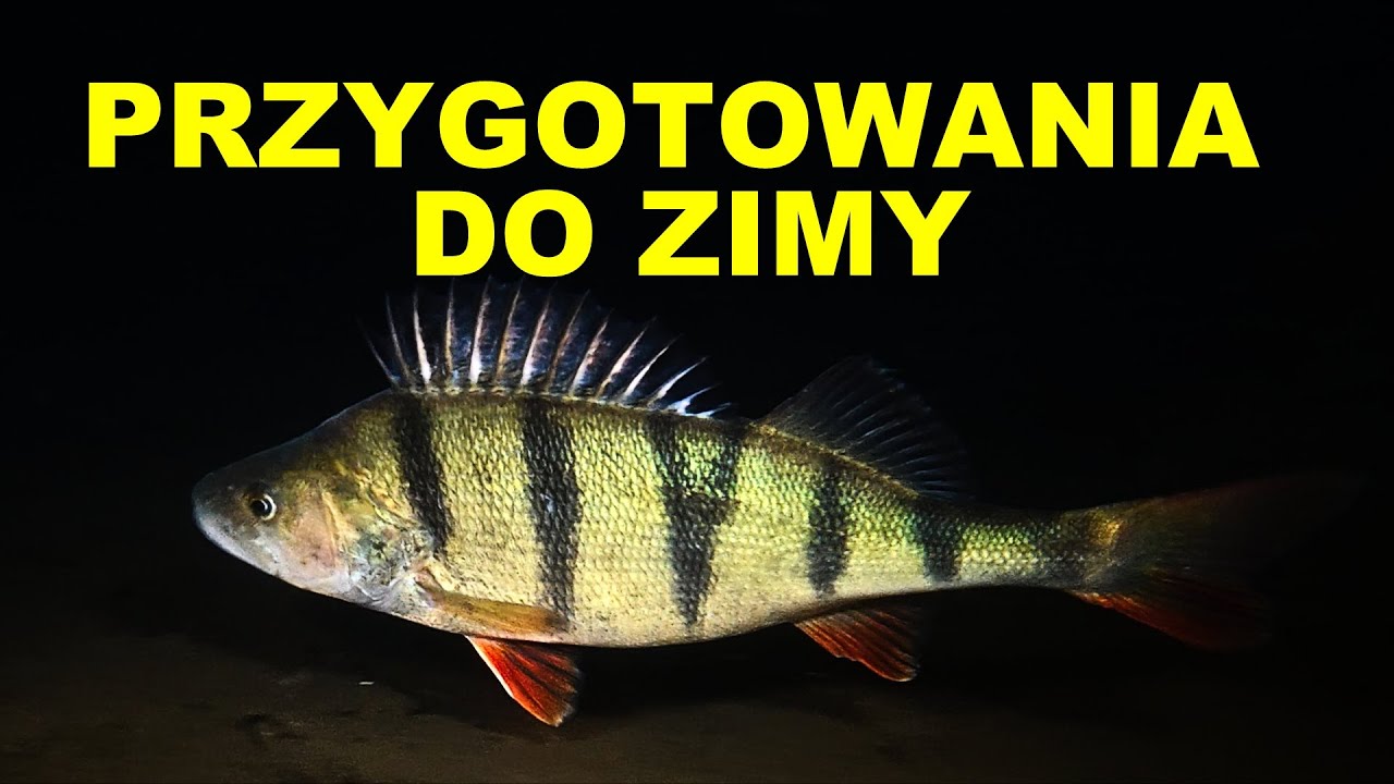 NURKOWANIE WIELKI PEŁCZ 01.10.2024