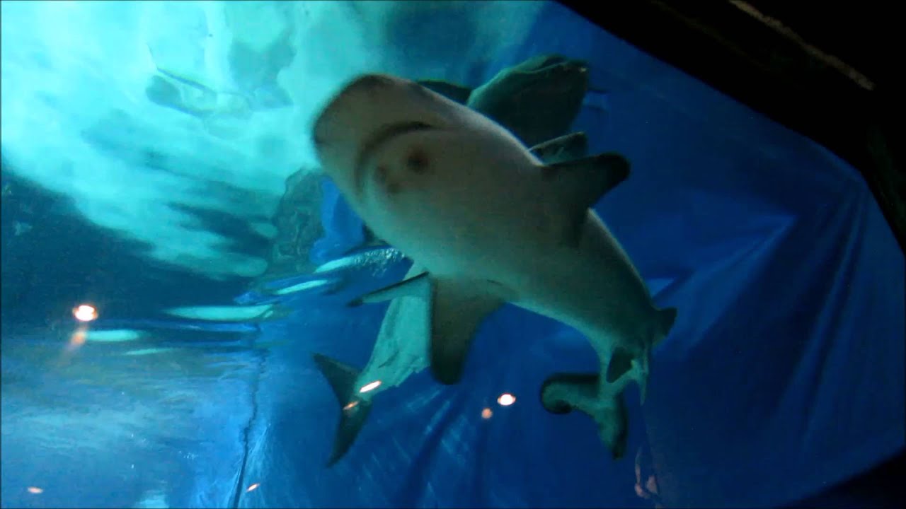 20160106　美ら海水族館　ホホジロザメ