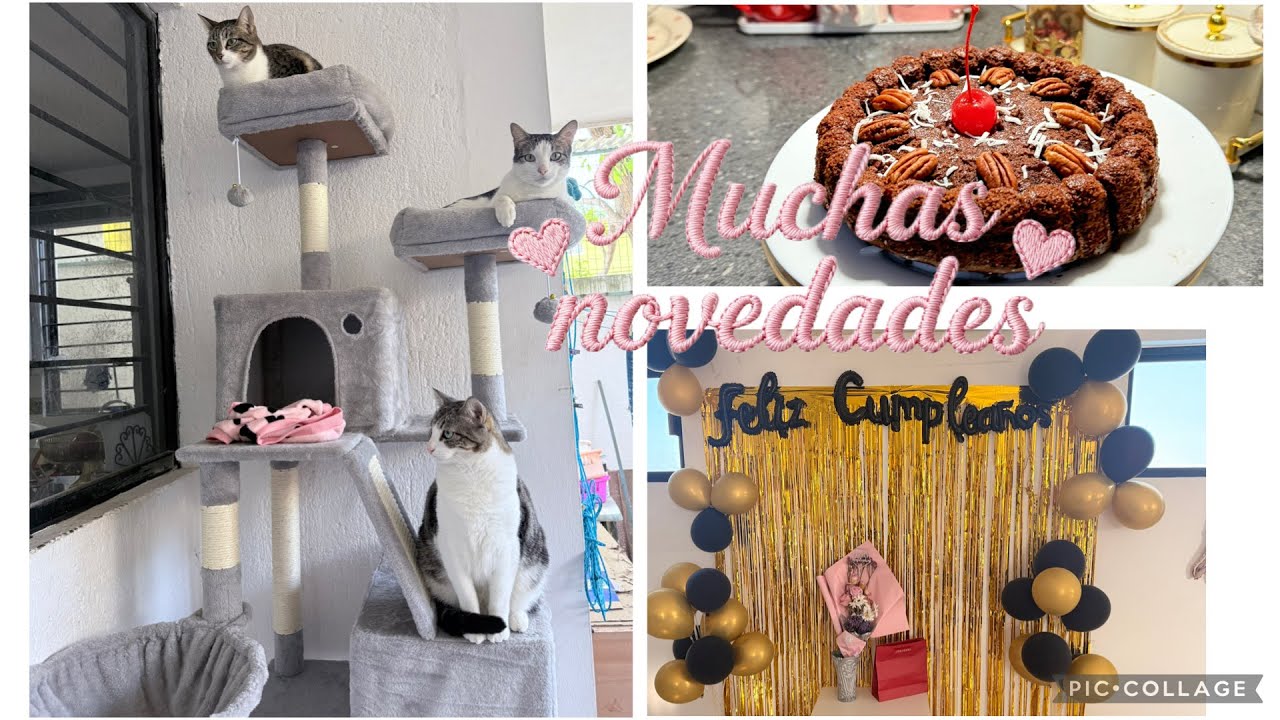 Nueva casa para los mininos😻 festejando cumple de Estrella 🌟🥳