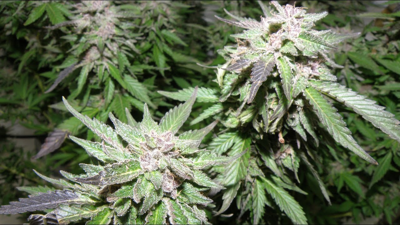White Rhino Cannabis Plant Ready for Harvest ✂️ 2020
