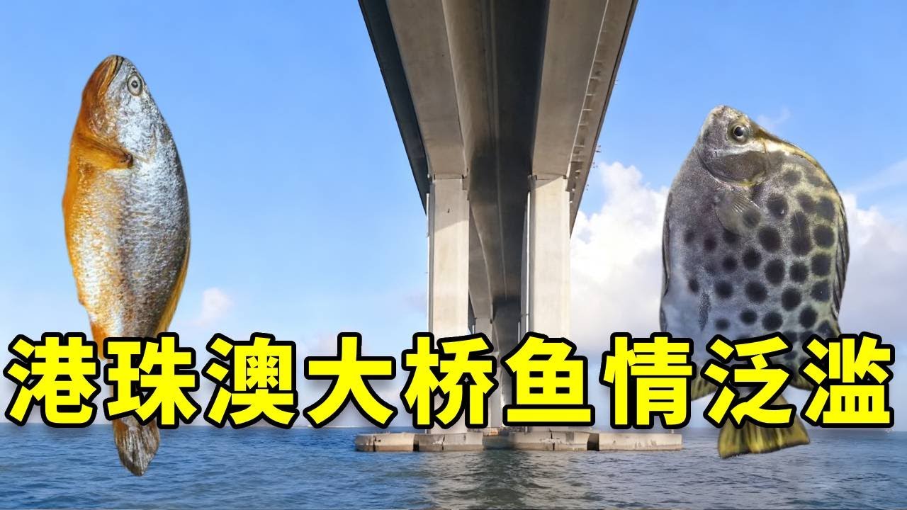 热心钓友发现香港大桥下巨物泛滥，帅小伙带女友火速前往出海一探究竟！#大豪夫妇 #海钓 #钓鱼箱 #港珠澳大桥