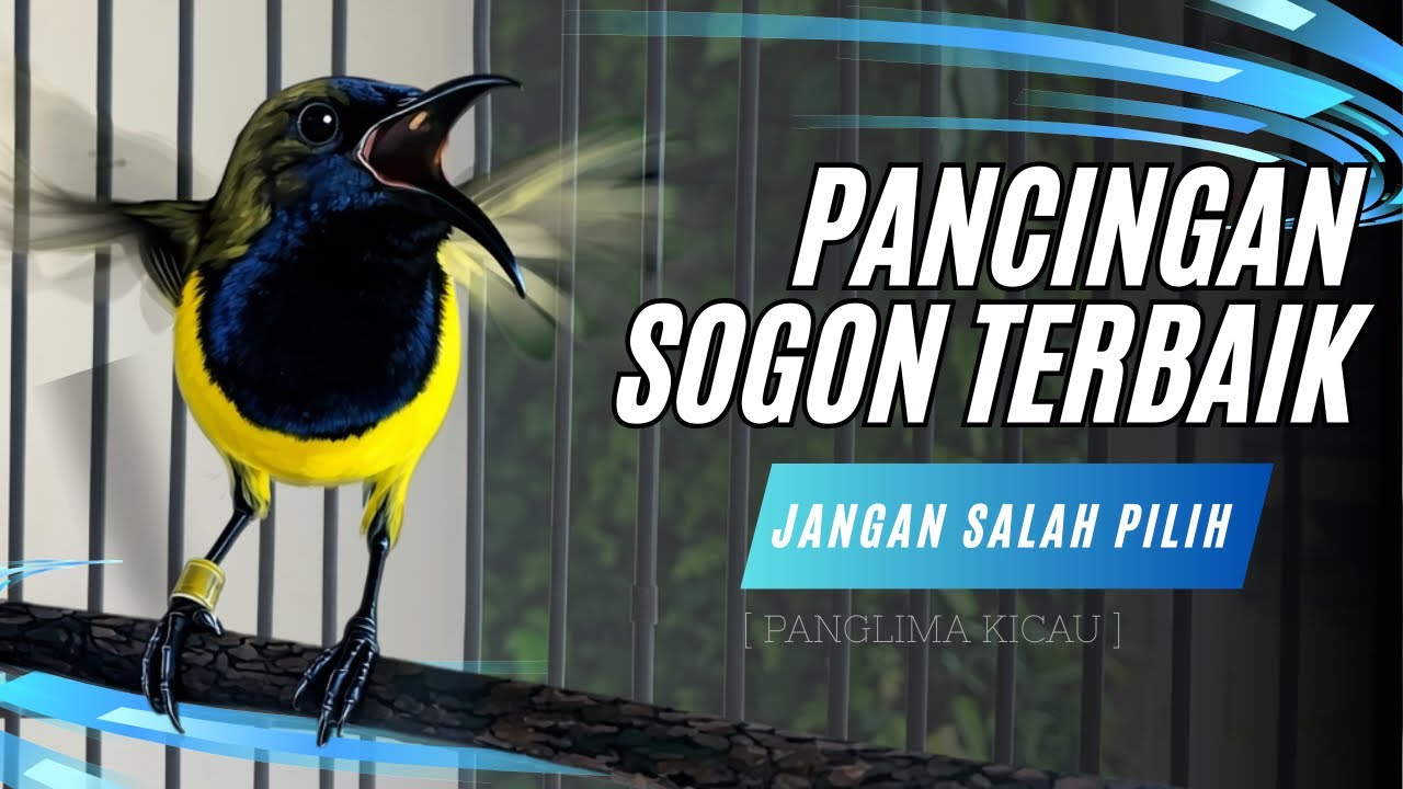 Jangan Salah Pilih Pancingan! Ini yang Bikin Sogon Auto Nyaut #pancingansogon #sogongacor #sogon 