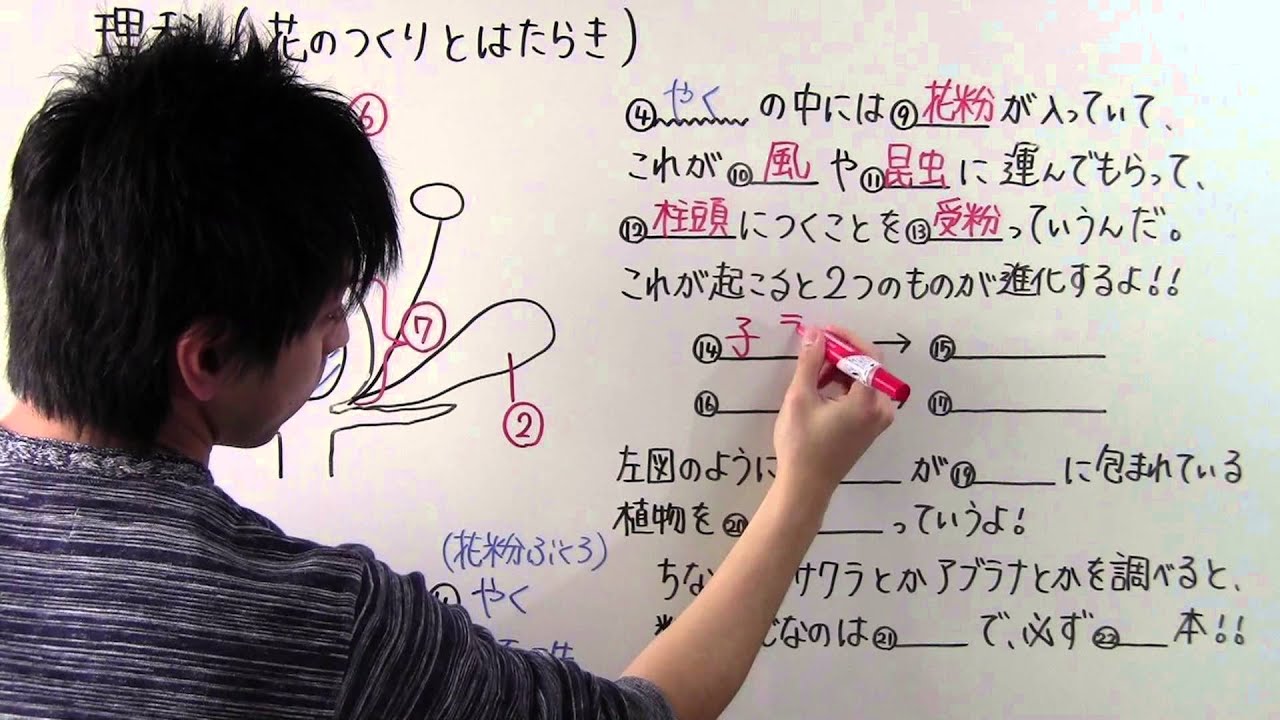 【理科】中1-4 花のつくりとはたらき