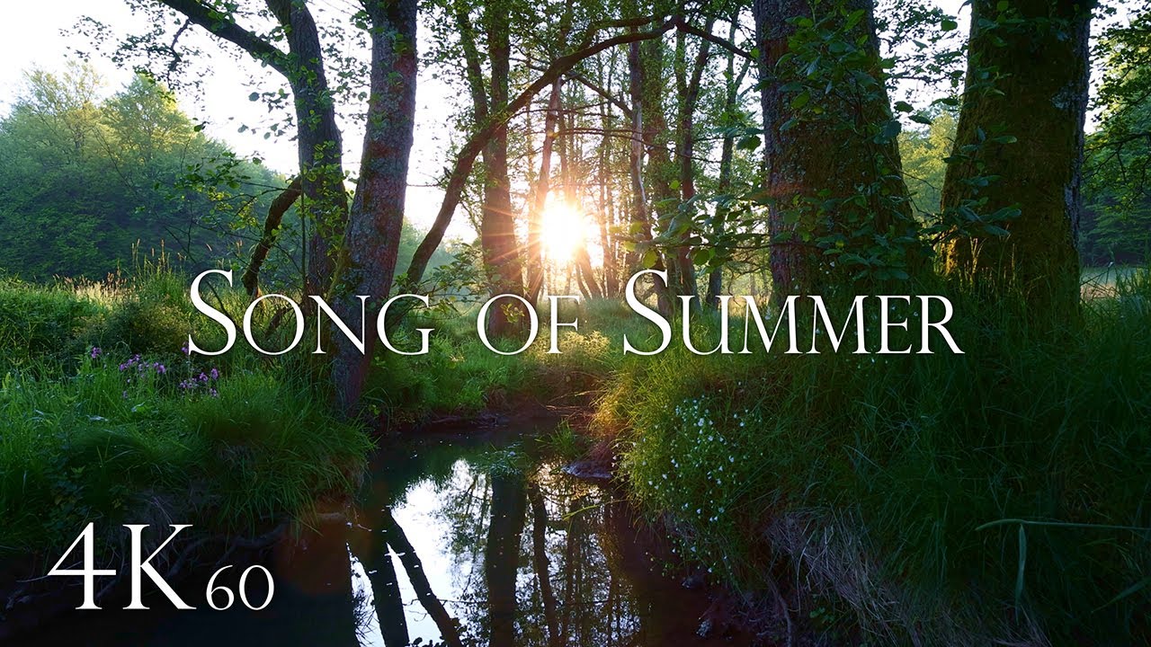 Song of Summer - Serene Morning Scenery, Nature Ambience with Birdsong & River Sounds, 4K 60fps