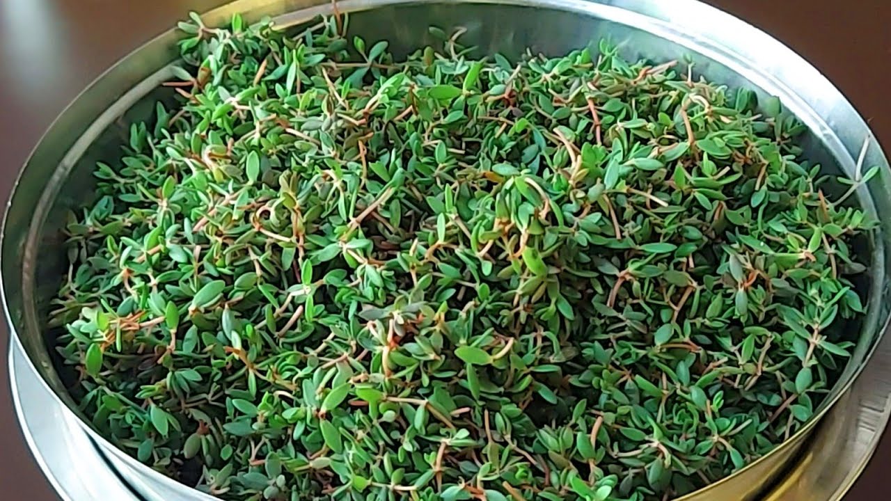 लूणी की भाजी की मुठिया Recipe! 🌿 |લૂણીની ભાજીમાંથી બનાવો મુઠિયા - luni na mutiya
