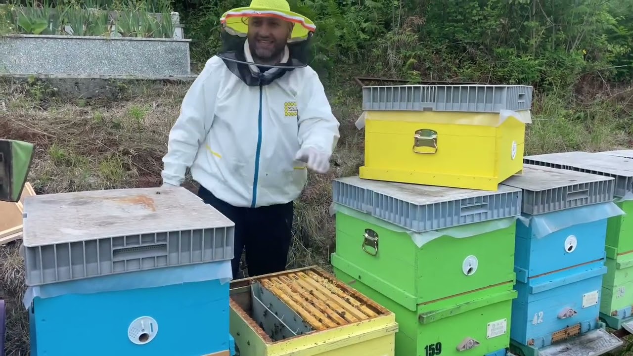 Zonguldak Kestane Balı | Arıkaçıran ile Bal Hasatı