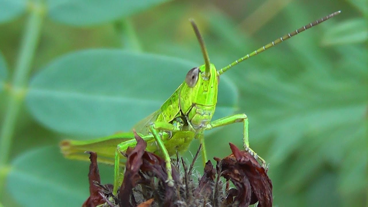 HEXAPODA: Orthoptera (Прямокрылые)