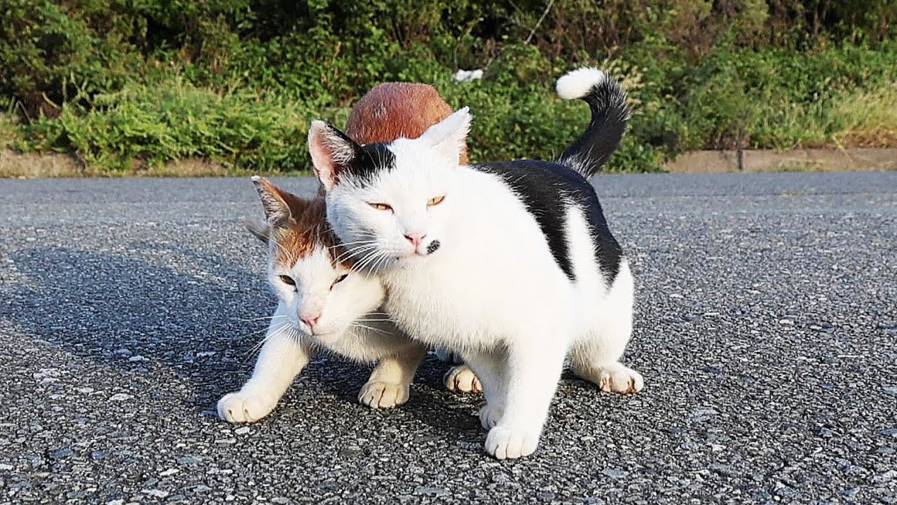 空腹状態 凶暴な猫にご飯をあげると・・・ さくらねこへのエサやり