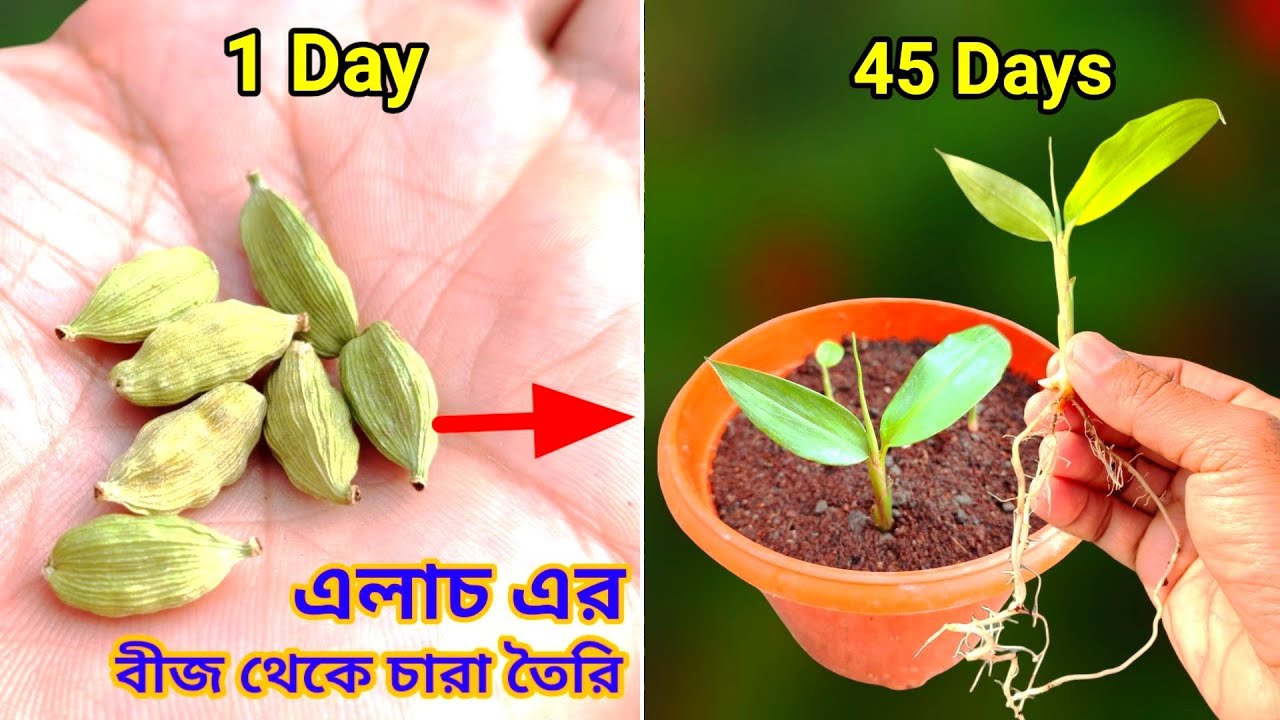 এলাচ এর বীজ থেকে - চারা তৈরীর সম্পুর্ন পদ্ধতি || How To Grow Cardamom Plant From Seeds At Home