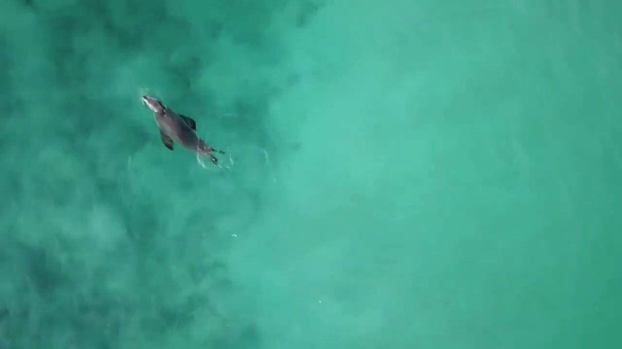 SEAL SPOTTED AT SWANBOURNE BEACH!