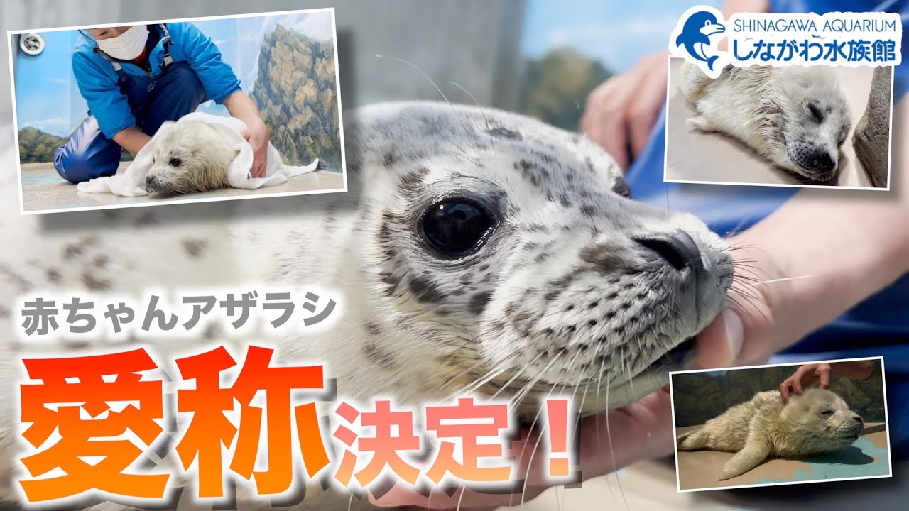 ゴマフアザラシの赤ちゃん～愛称決定編～＠しながわ水族館【しぶき】