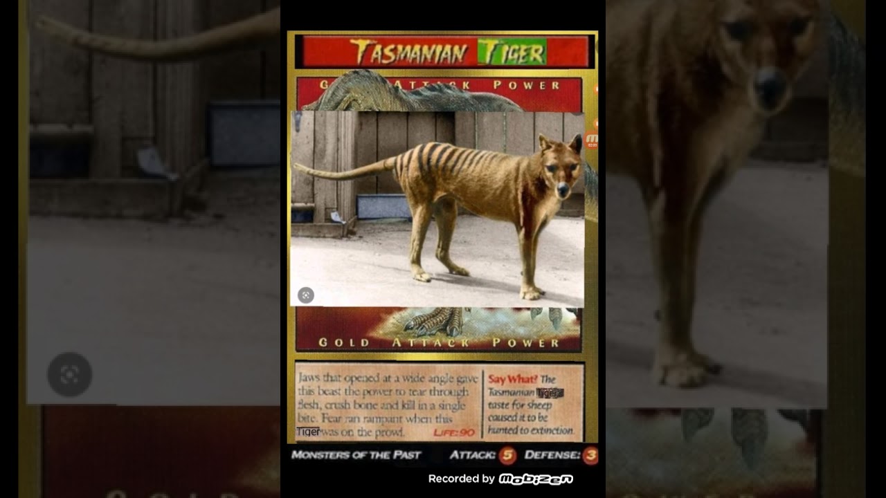 TasManian Tiger (ThylaCine) Sound Effects 🦊🔊🐅 