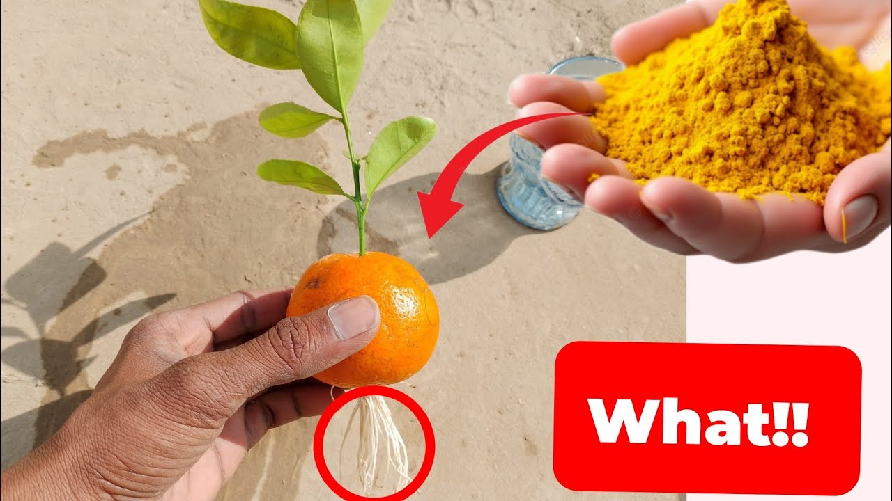 The Power of Turmeric: A Surprising Boost for Orange Plants!