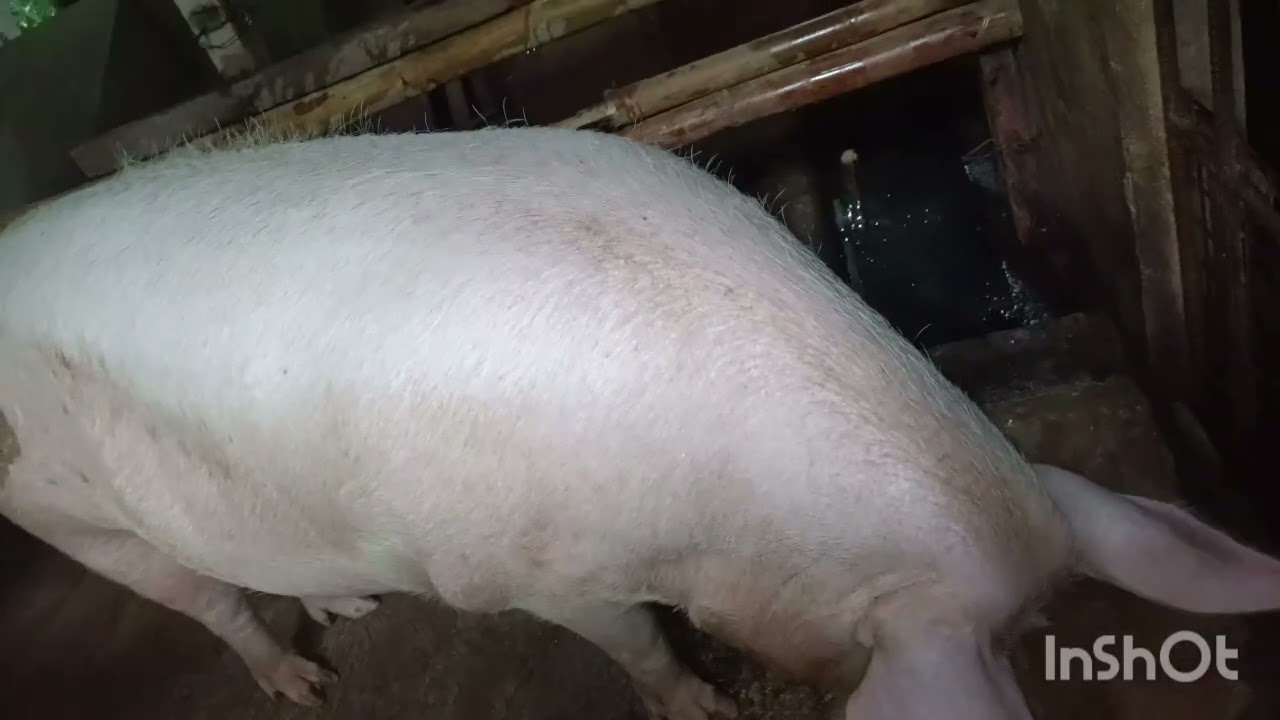 Update sa ating mga alaga