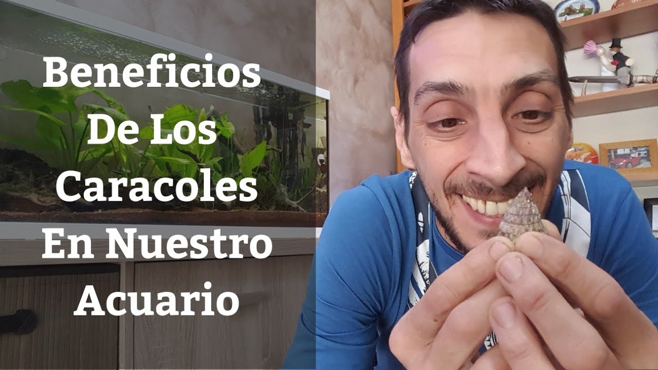🔵 Caracoles De Acuario,Beneficios Y Problemas al Tenerlos (Acuarios MB)