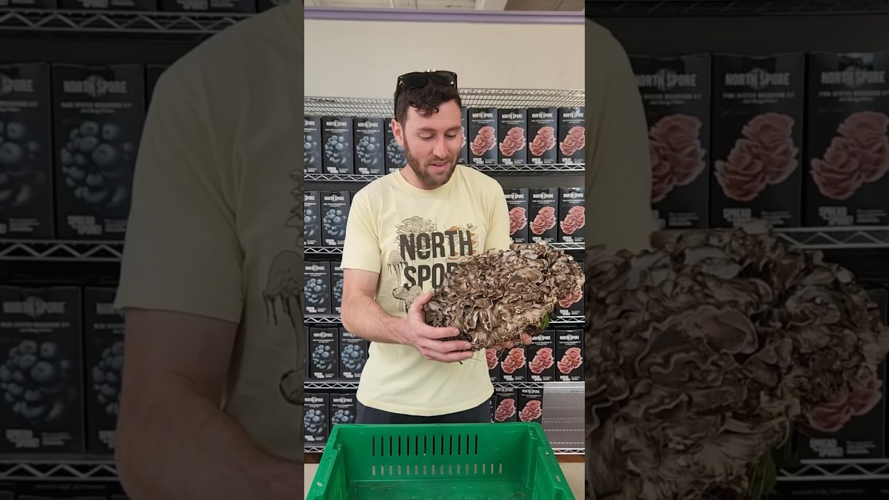 Hen of the Woods (Maitake) Mushrooms | One of the Best Edible Mushrooms!