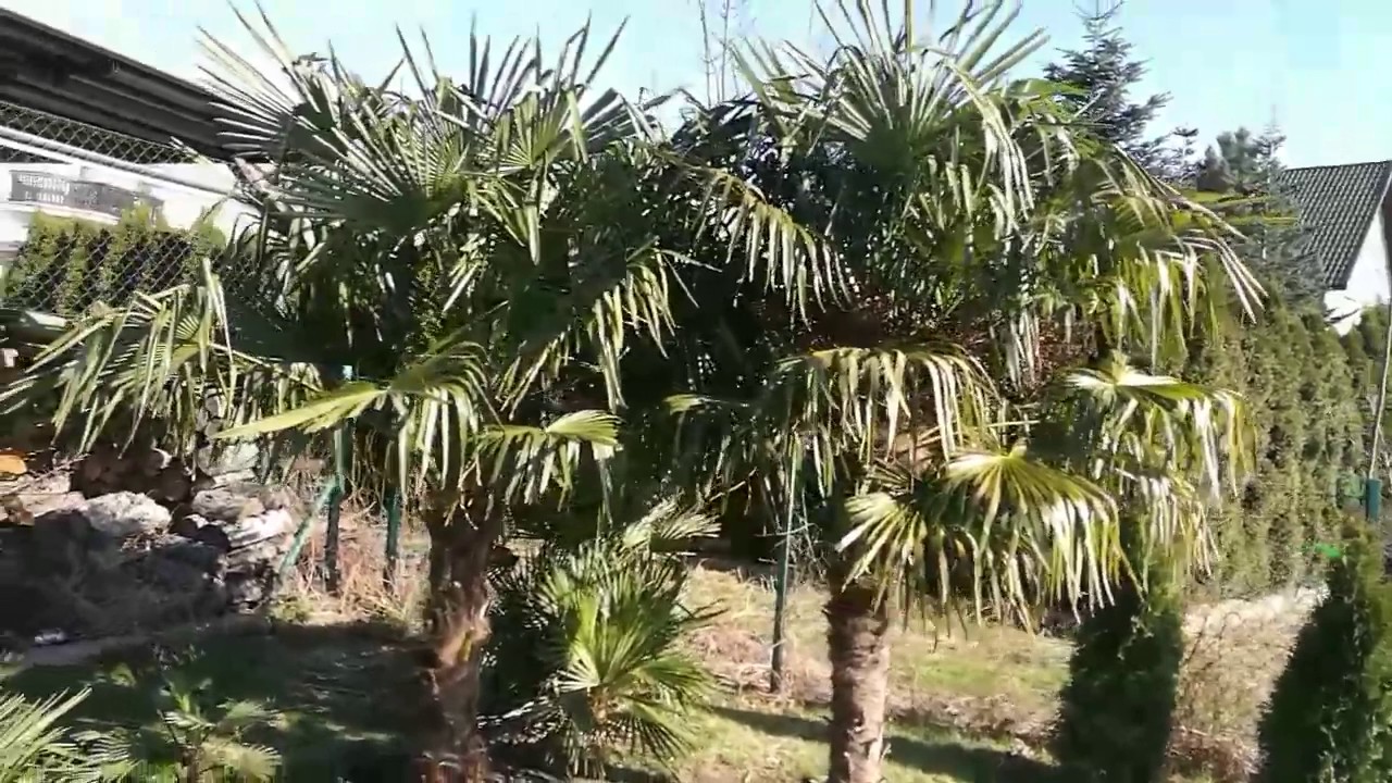Bestpalm TV. Trachycarpus fortunei, kilka słów o palmie