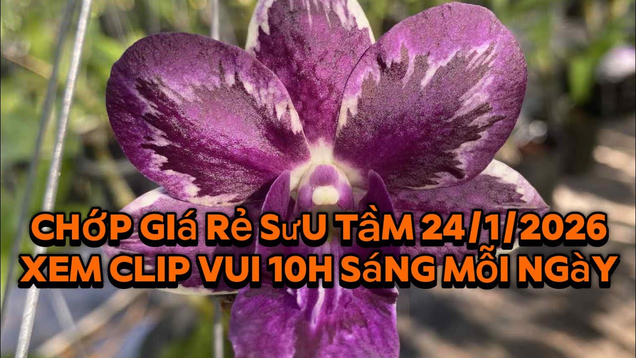 Chớp giá rẻ sưu tầm 24/1/2026 Lh:0965385949(Zalo) Thắng Long Xuyên An Giang.