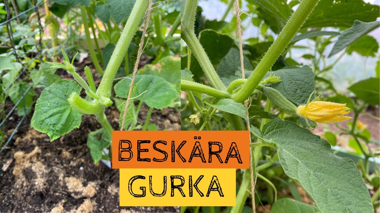 Beskär GURKA - Håll reda på gurkans 