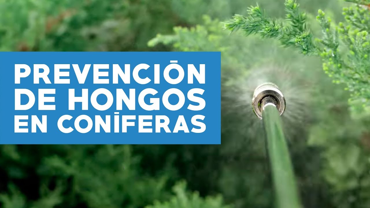 C&oacute;mo prevenir los hongos de las con&iacute;feras en primavera
