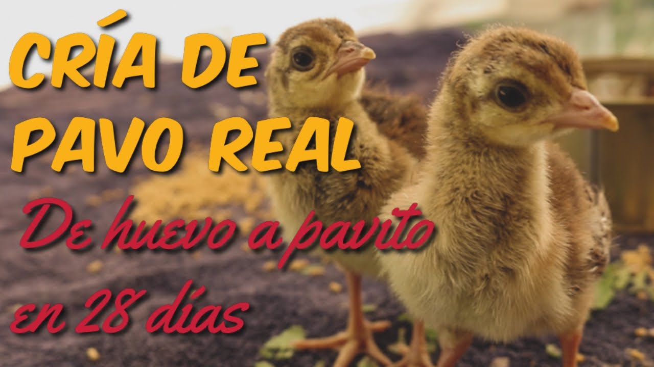 Cría de Pavo Real - Incubamos Huevos de Pavo Real para Criarlos como Mascotas