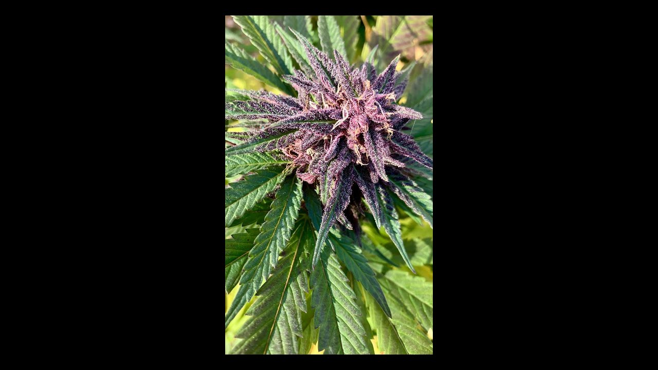 Black Cherry 2025 Grow Part 2 (Flower)