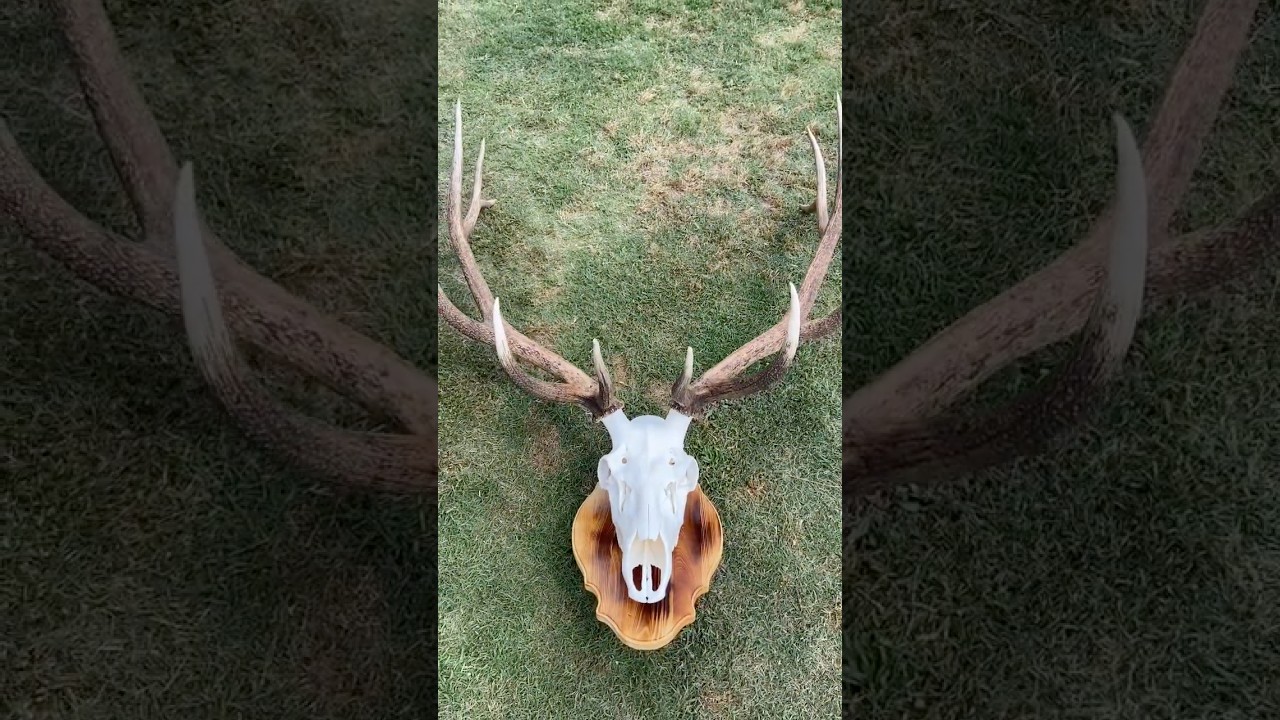 How to make and attach a euro skull mount to homemade plaque