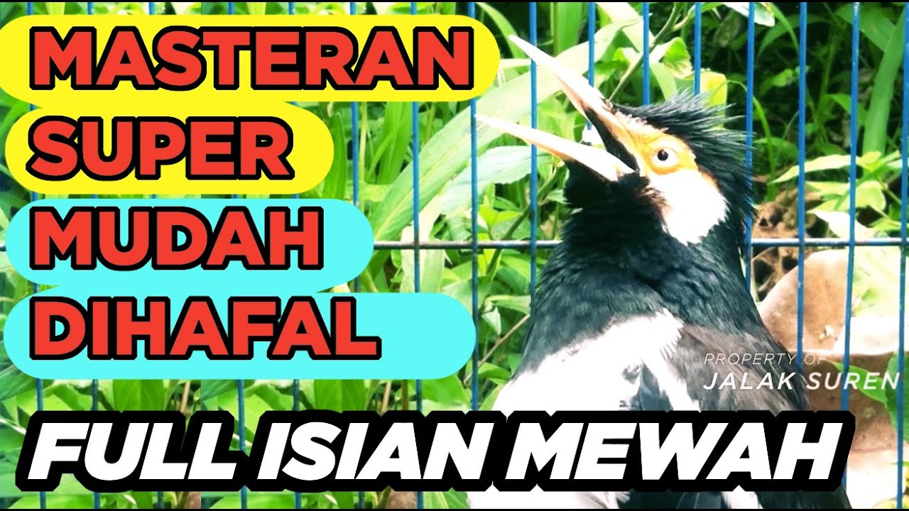 Jalak Suren Di Alam Liar Gacor Full Isian Tembakan Mewah Cililin Tengkek Buto