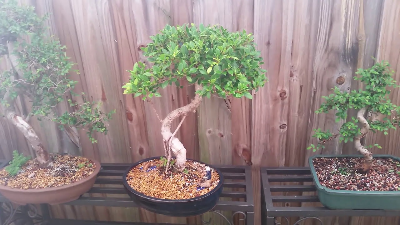 Bonsai Tree Collection - Various Bonsai Examples - Ficus, Chinese Elms, Bougainvillea and Many More