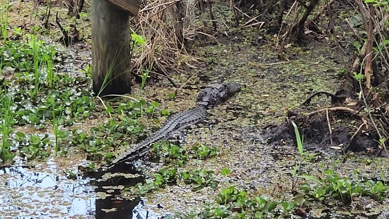 Alligator Catching Some Zzzzs