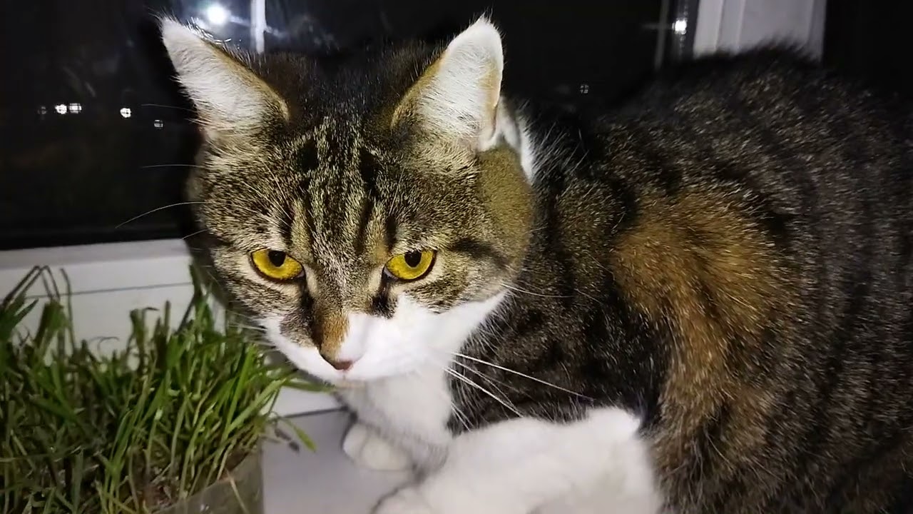 кошка муся