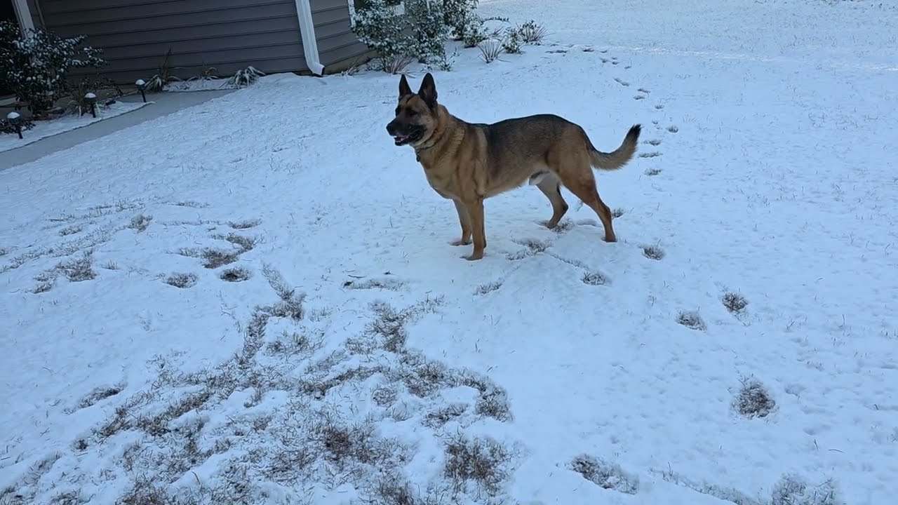 Gunner in the snow 2026