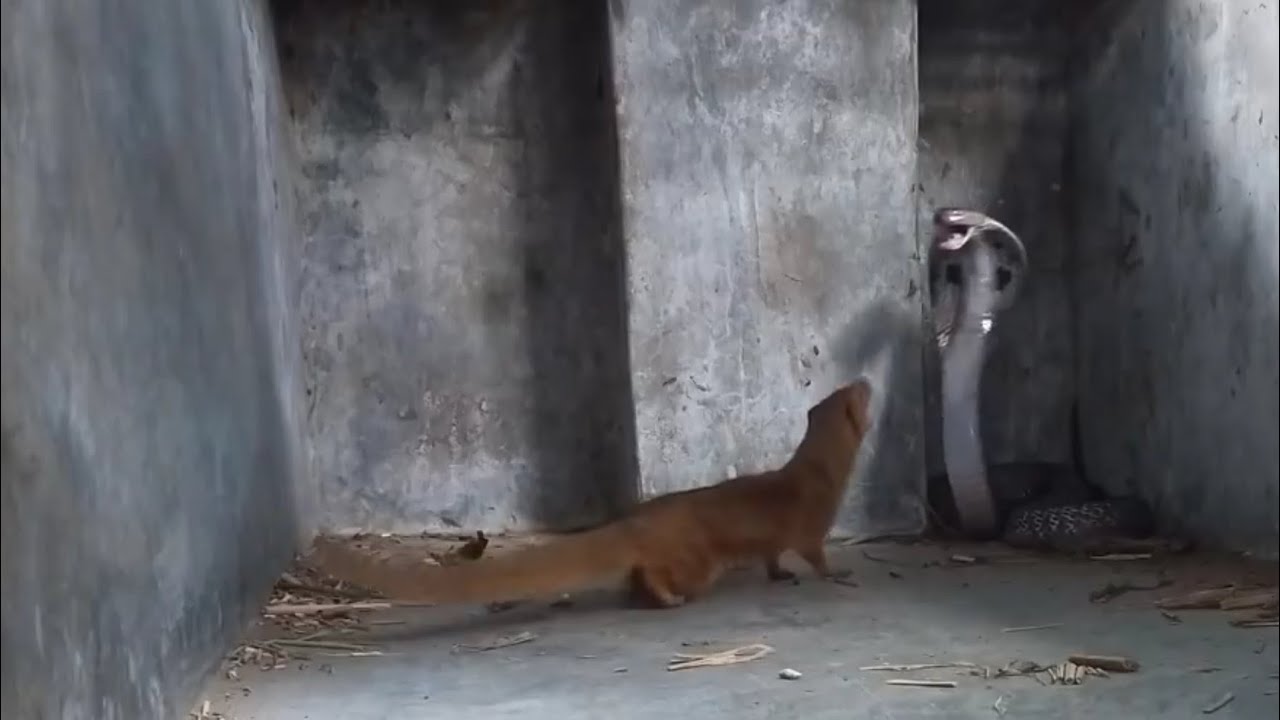 Giant Cobra VS Yellow Mongoose