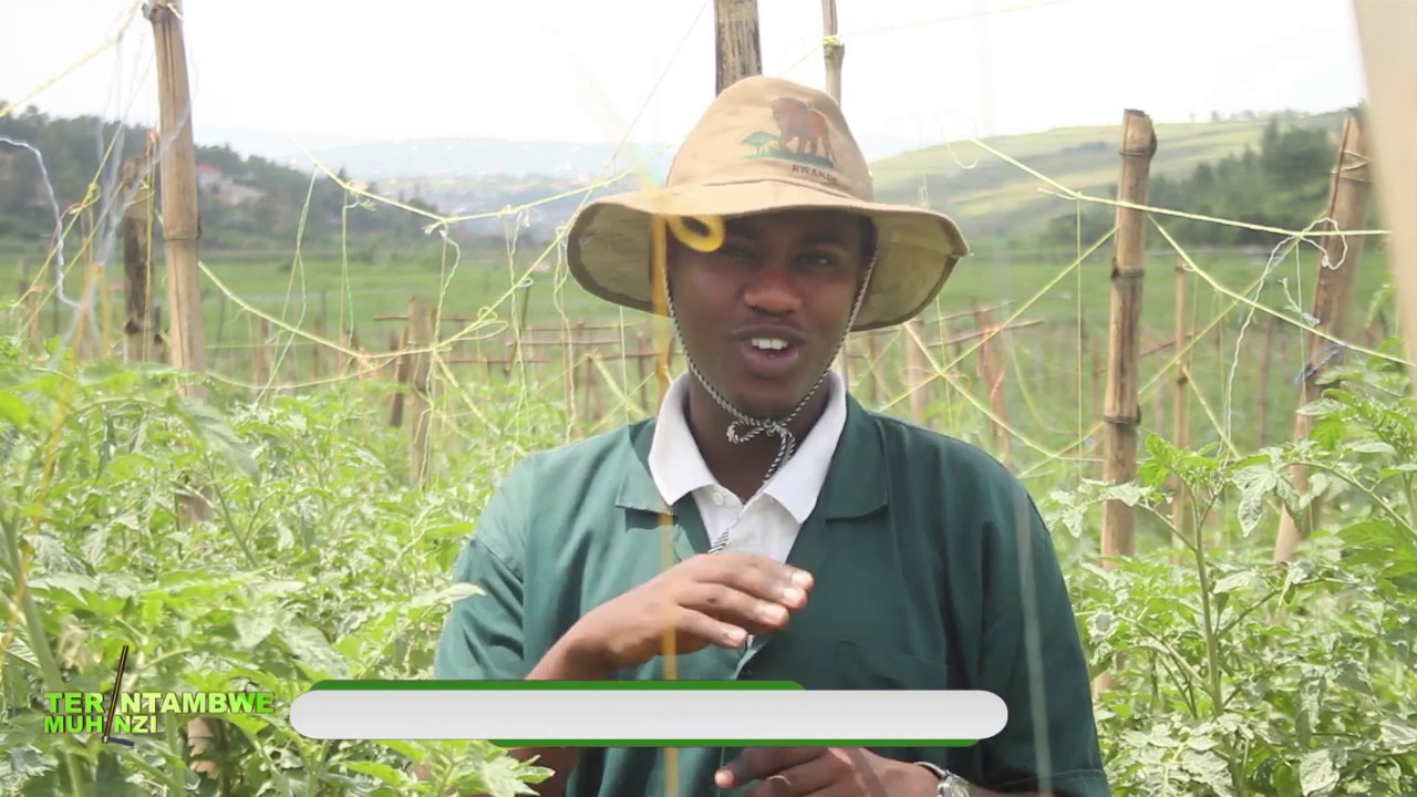 Sobanukirwa ubuhinzi bw'inyanya - Tera Intambwe Muhinzi Mworozi