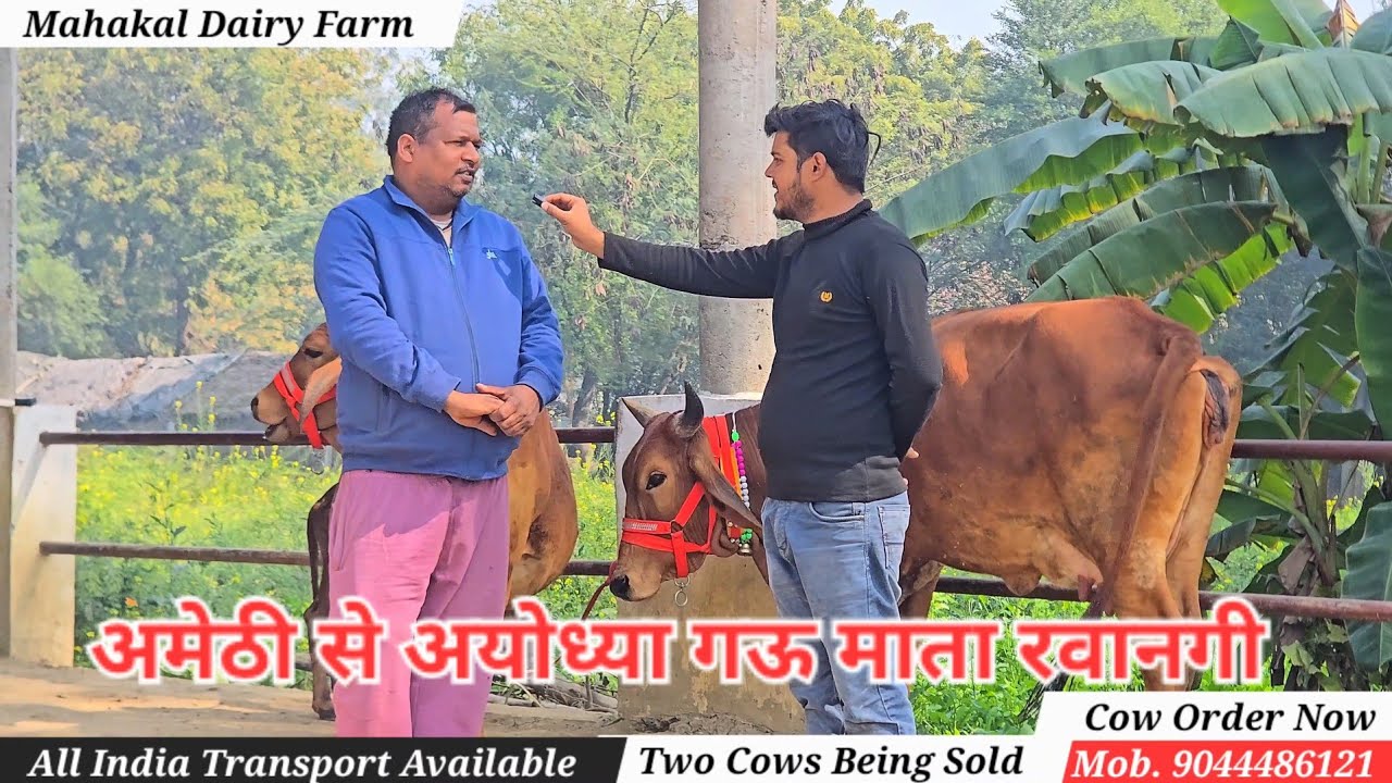 Mahakal Dairy Farm Amethi 💎 Indian Cow For Sale 🔥 2 गऊ माता बिक कर जाती हुई 💯 #cow #dairy #farming 