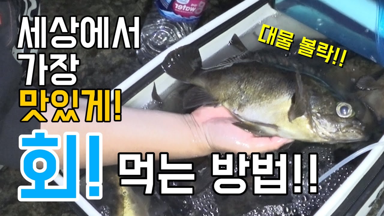 세상에서 가장 맛있게 볼락회 먹는 방법!!!! Freshest Rockfish Raw fish(Sashimi)!!!!
