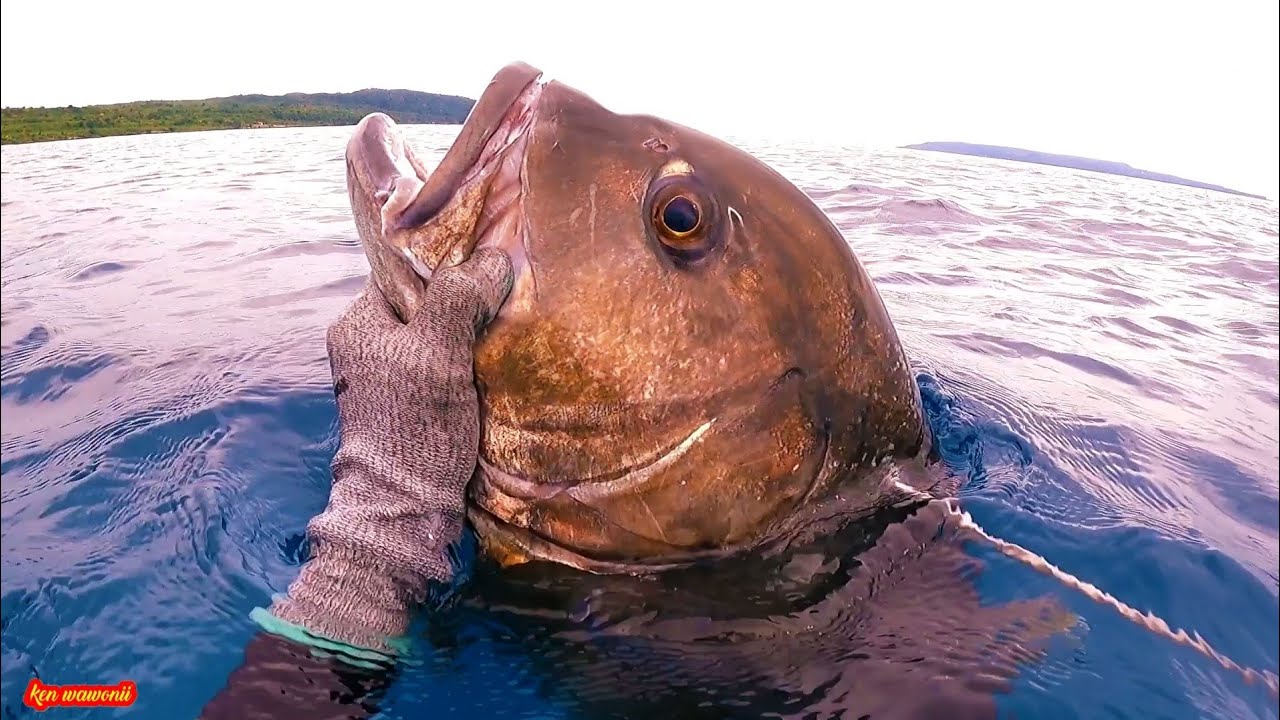 headshot lagi GT monster nya spearfishing Buton Ken wawonii
