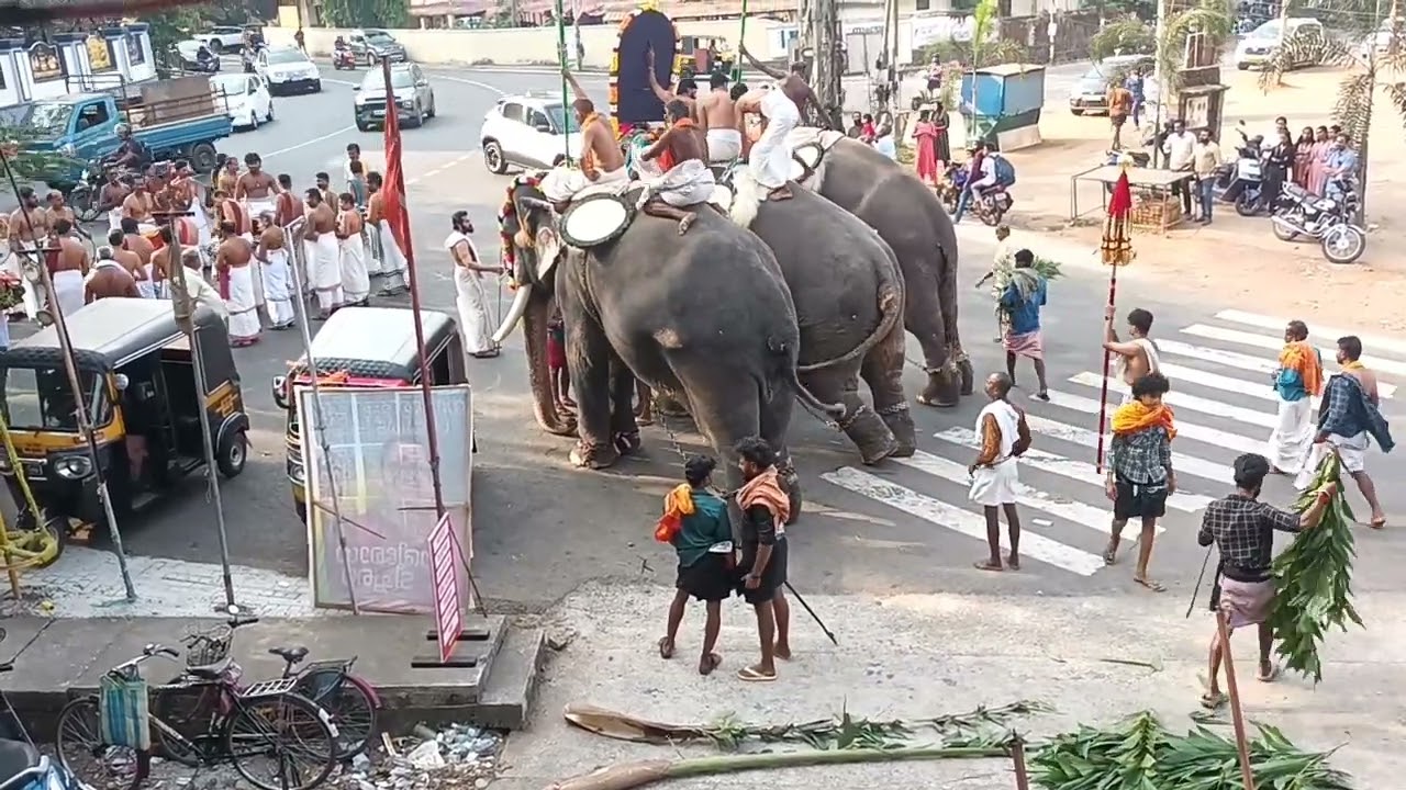 Elephants: The Ultimate Pooram Experience