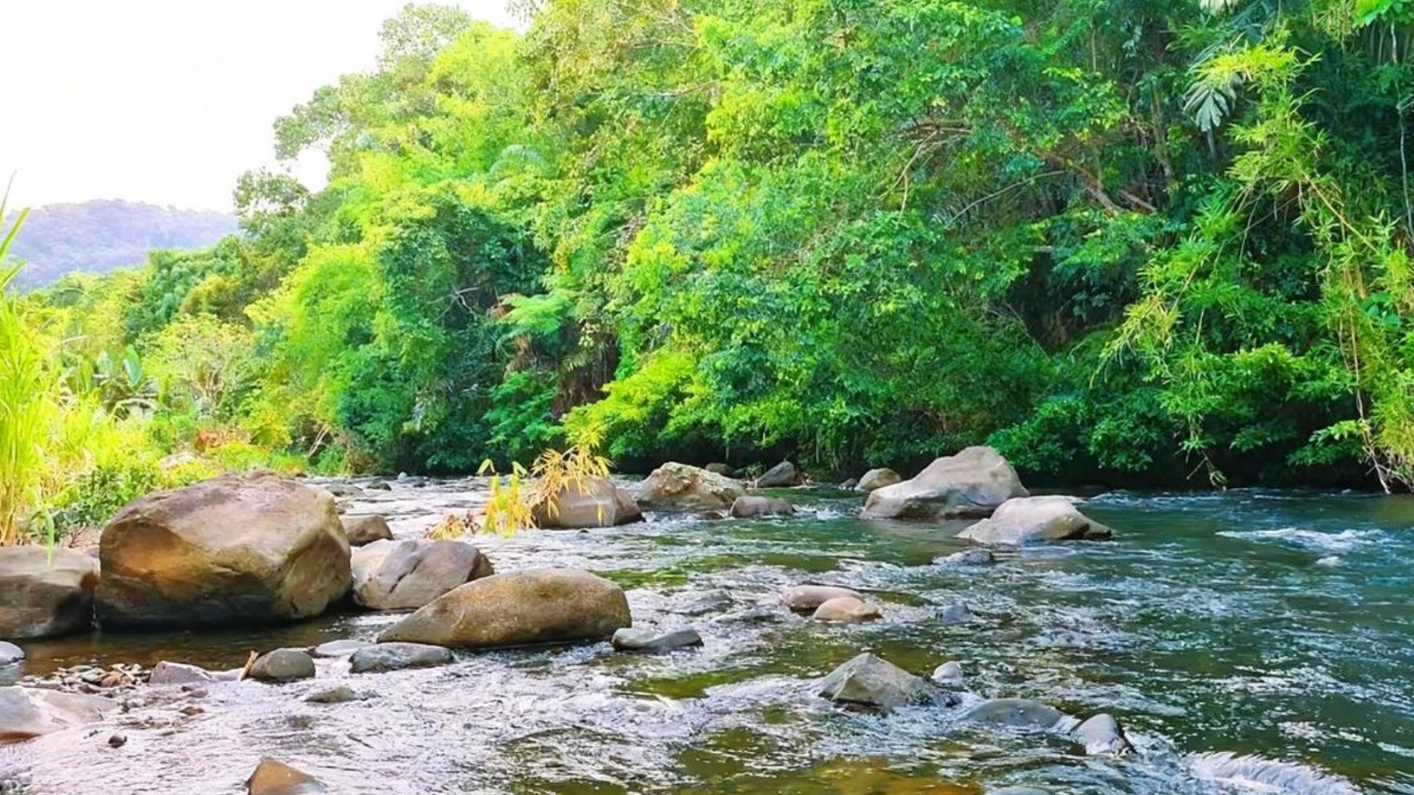Deep Sleep with Forest River Sounds | Calm White Noise