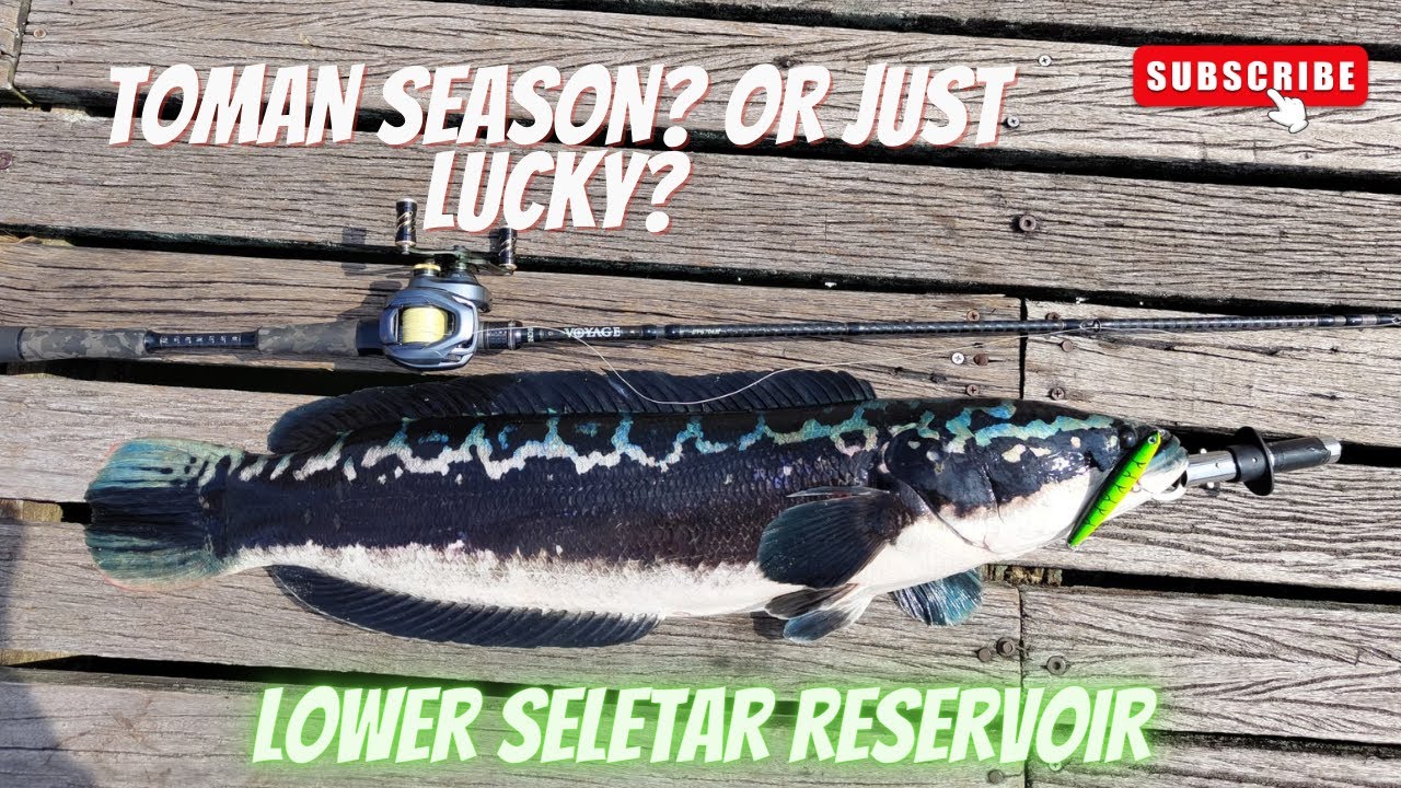 Episode 14: The Kings and Queens of Freshwater! Toman! | Lower Seletar Reservoir | Singapore Fishing