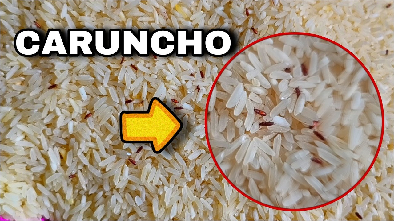 Praga dos grãos armazenados CARUNCHO gorgulho,em arroz