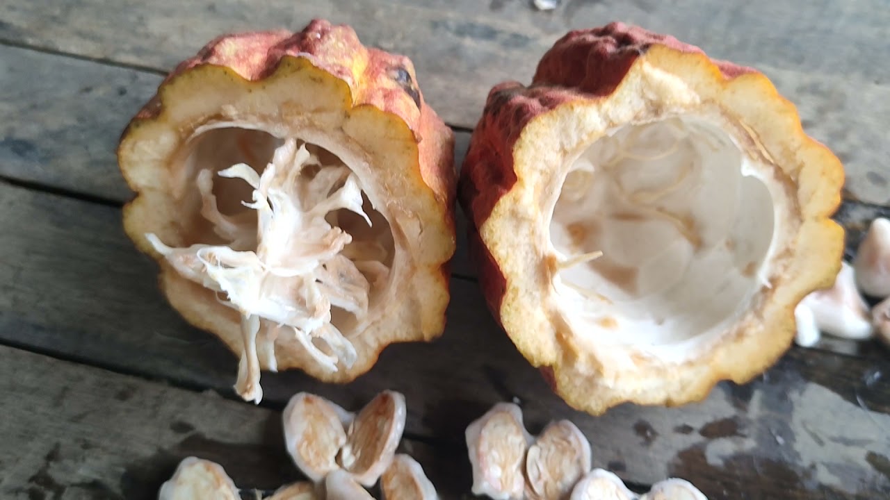 Difference between Criollo Variety from Trinitario. Fresh bean test