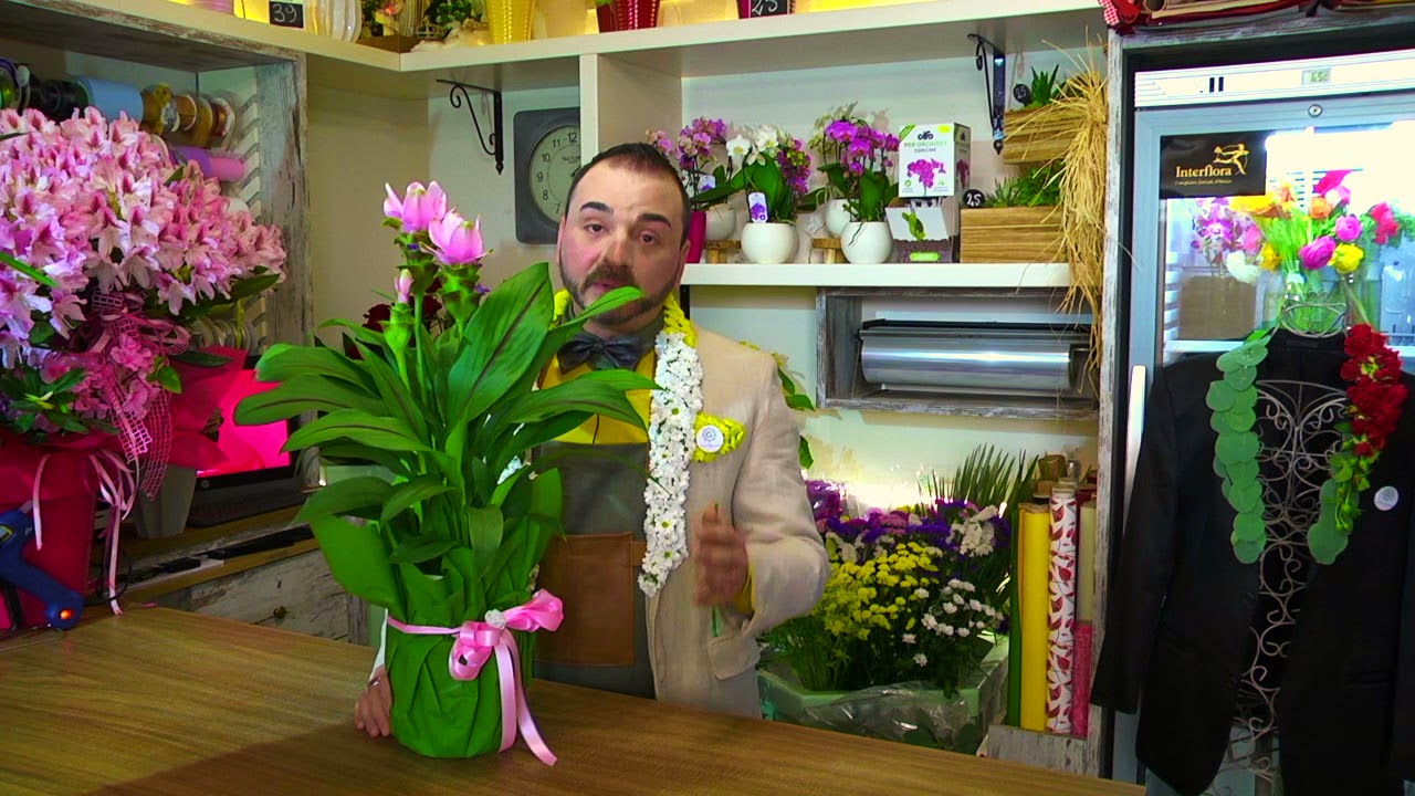 Cura e curiosità sulla pianta di Curcuma. I consigli del Floral Designer Francesco Gioiello
