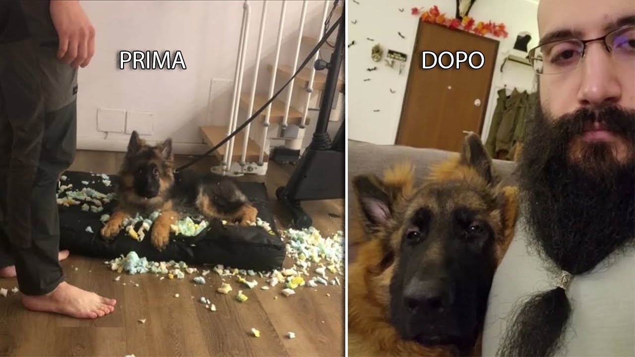 DINO'S LIFE - IL MIO CANE