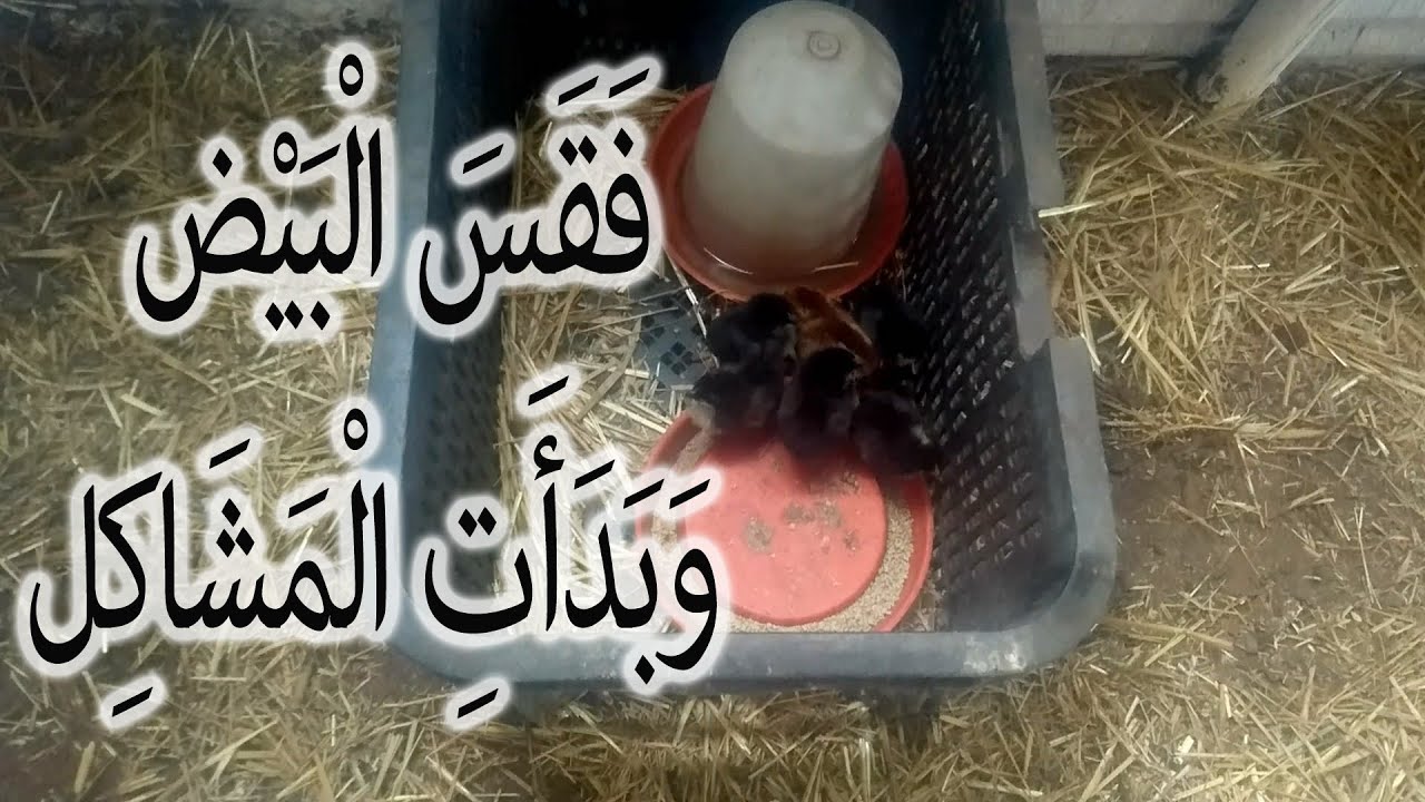 البداية من بيضة .أهم المشاكل التي تواجه الدجاج عند الرقاد وعند الفقس (الحلقة الرابعة )