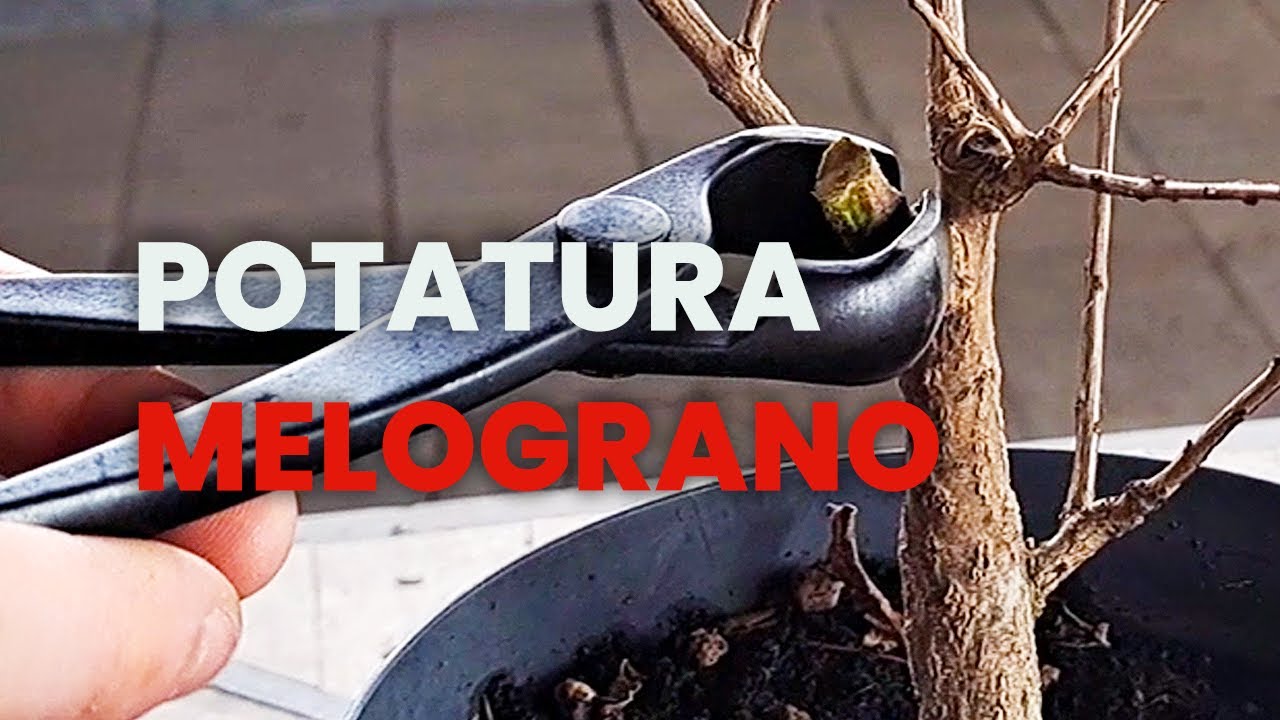 POTATURA del mio MELOGRANO DA TALEA
