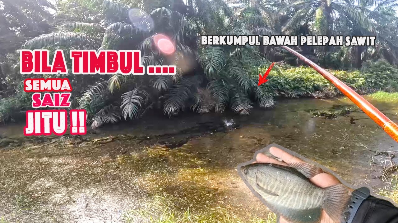 Punya Banyak !!!! Sepat siap BERPESTA ..Sekali dia timbul, Semua Saiz Jitu PADU